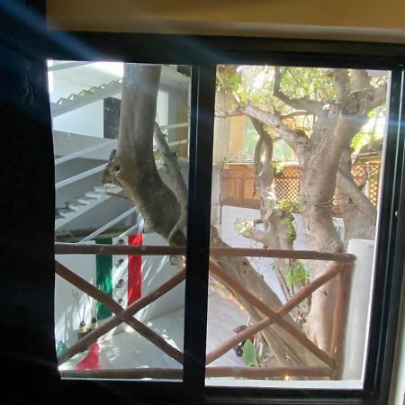 Why Not Rooftop Party Hostel Playa del Carmen Extérieur photo